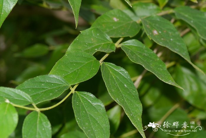 夜花Nyctanthes arbor-tristis