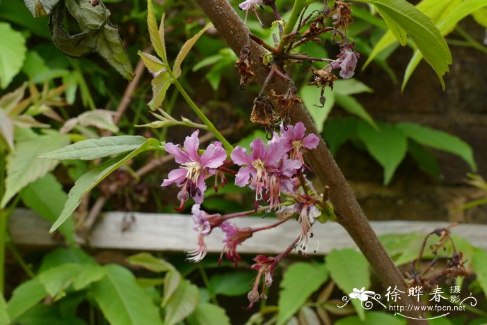 墨西哥七叶树，墨西哥鹿睛果Ungnadia speciosa