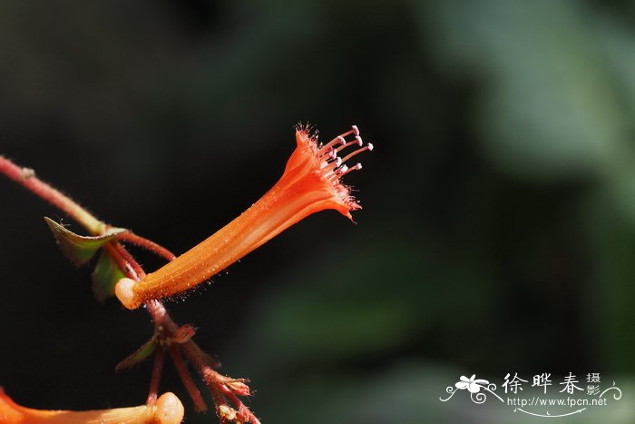 卡氏萼距花Cuphea caeciliae