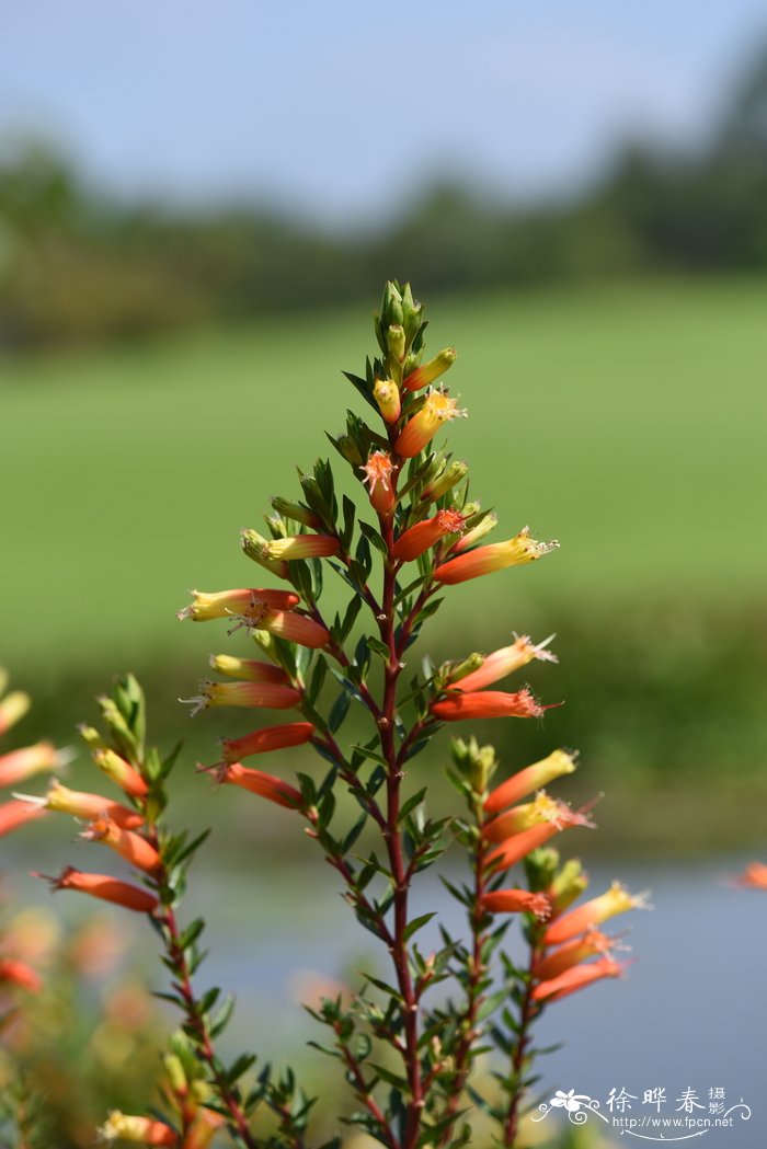 小瓣萼距花Cuphea micropetala