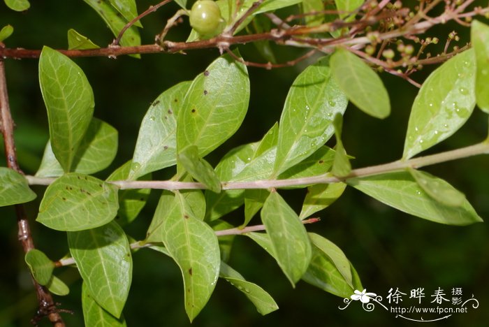 散沫花Lawsonia inermis