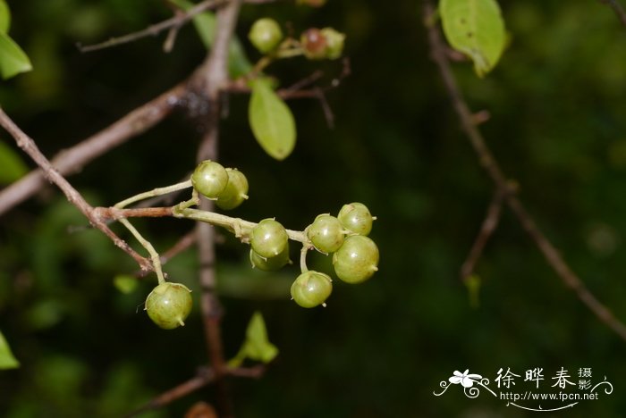 散沫花Lawsonia inermis