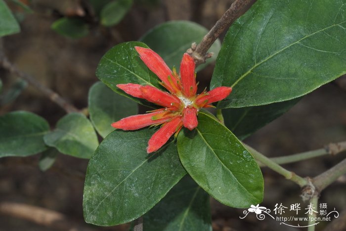 Burchellia capensis