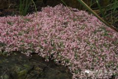 阿卡迪亚车叶草Asperula arcadiensis