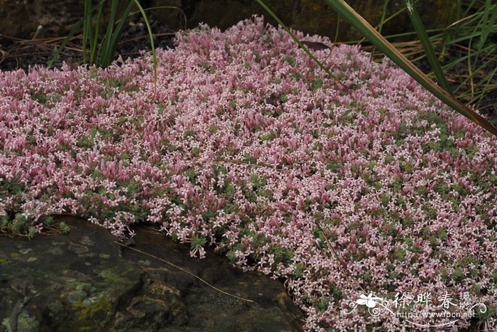 阿卡迪亚车叶草Asperula arcadiensis