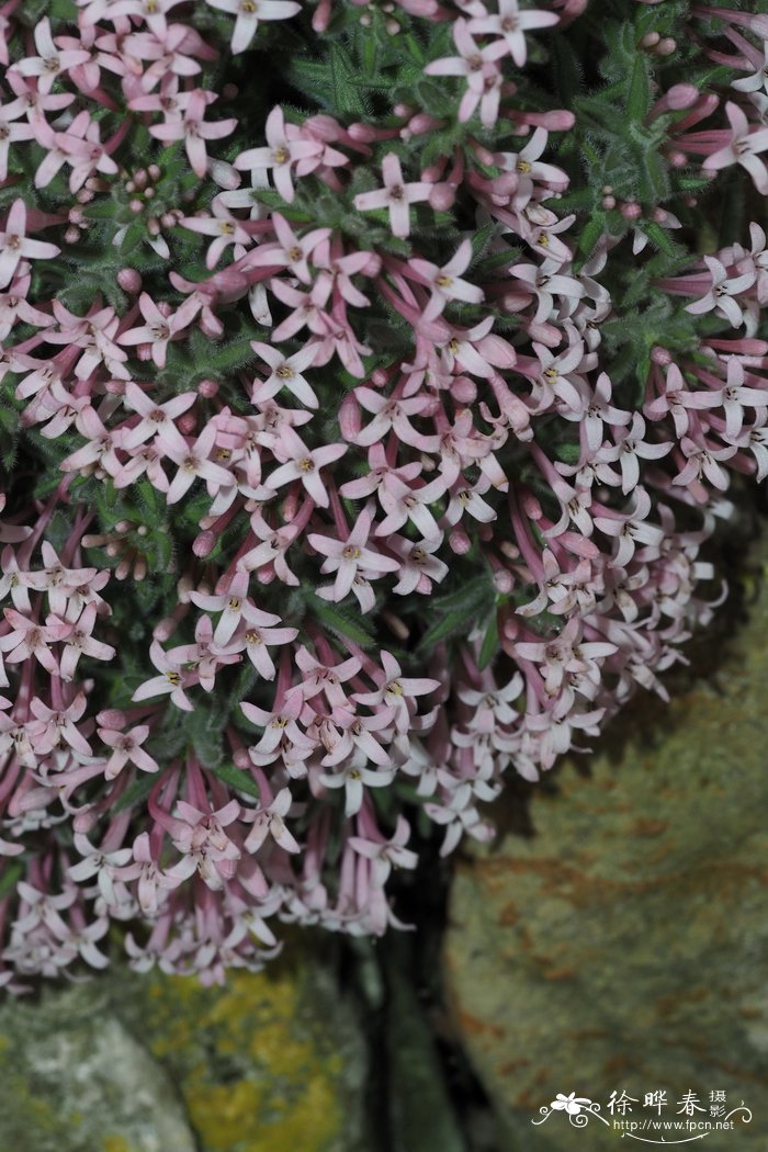 阿卡迪亚车叶草Asperula arcadiensis