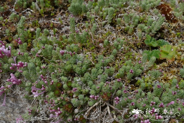 阿卡迪亚车叶草Asperula arcadiensis