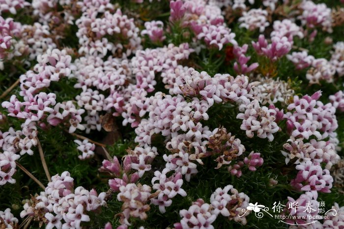 光亮车叶草Asperula nitida