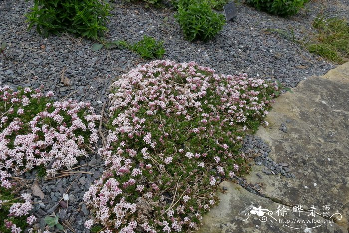 光亮车叶草Asperula nitida