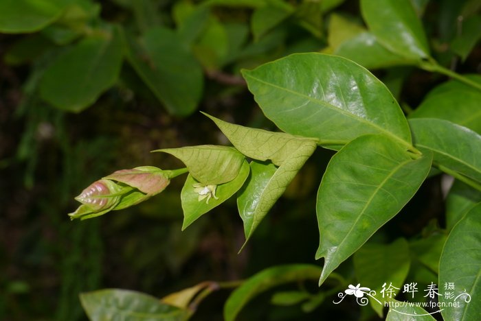 大苞垂枝茜Pouchetia baumanniana