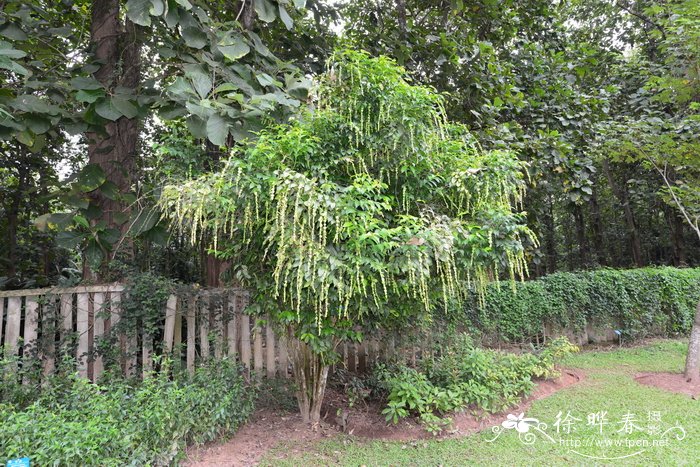 大苞垂枝茜Pouchetia baumanniana