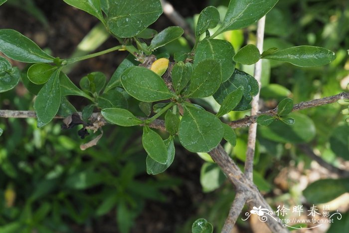 Pavetta capensis