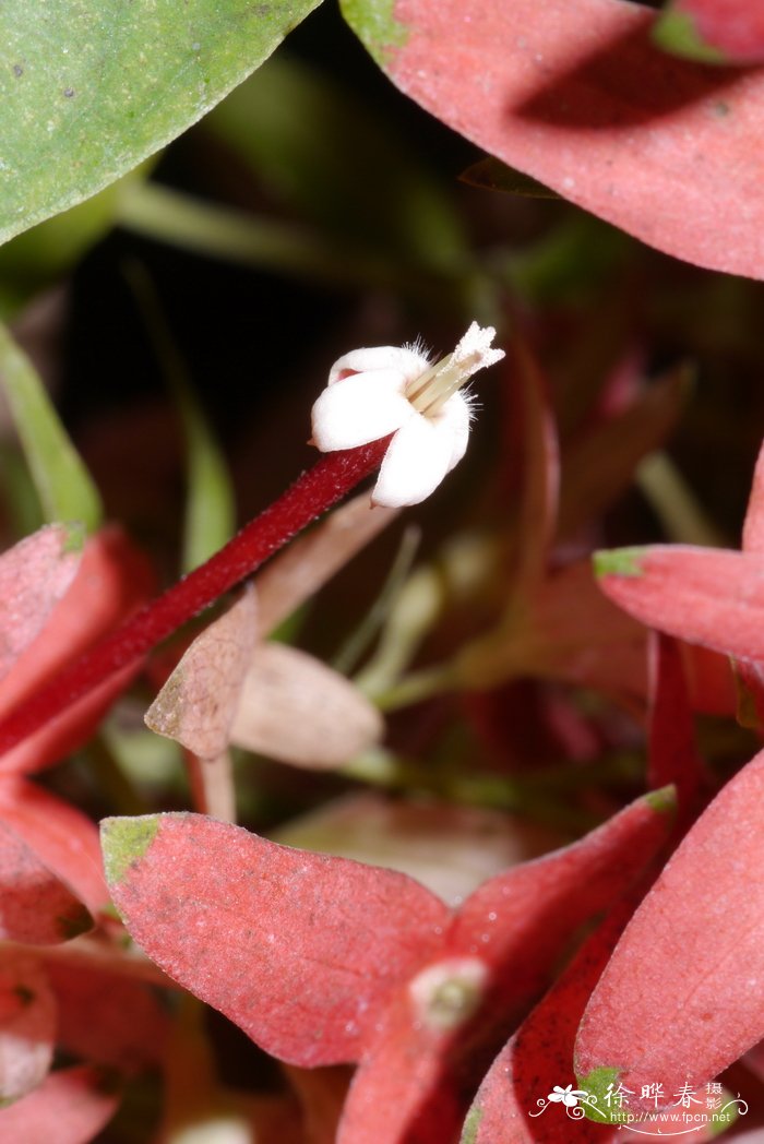 流星火焰花Carphalea kirondron