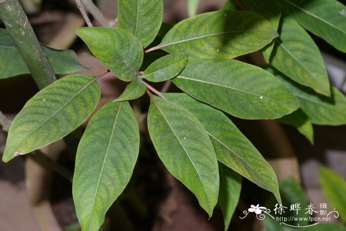 流星火焰花Carphalea kirondron