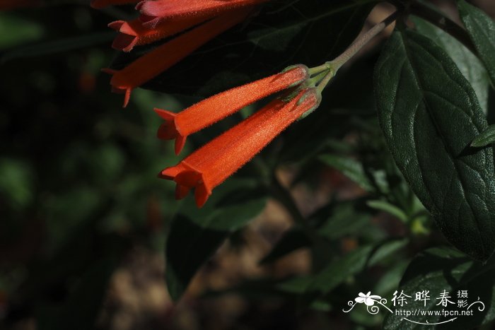 火焰寒丁子Bouvardia ternifolia