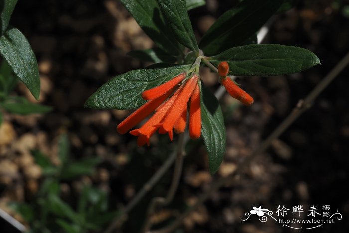 火焰寒丁子Bouvardia ternifolia