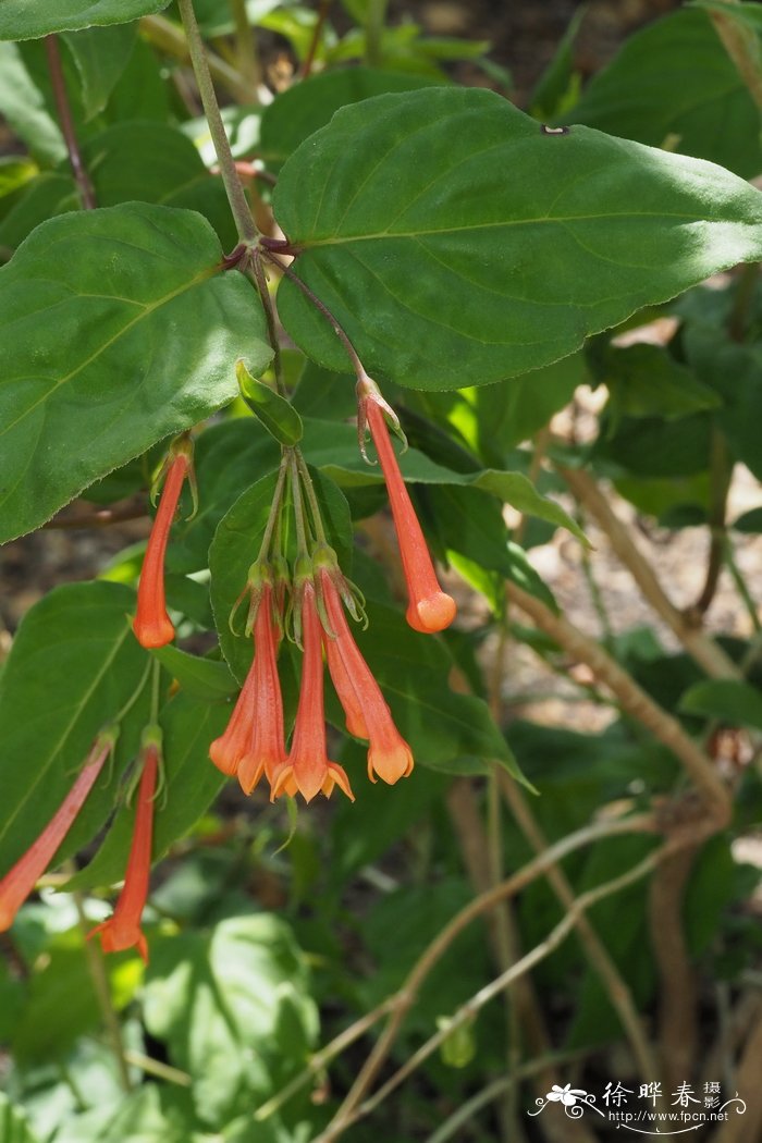 火焰寒丁子Bouvardia ternifolia