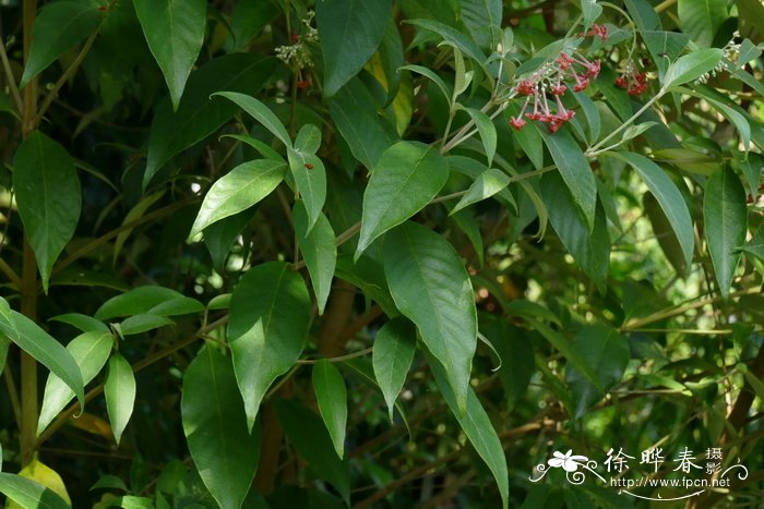 棉毛郎德木Rondeletia laniflora