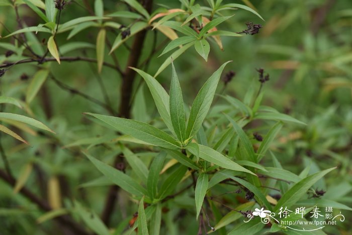 白背郎德木Rondeletia leucophylla