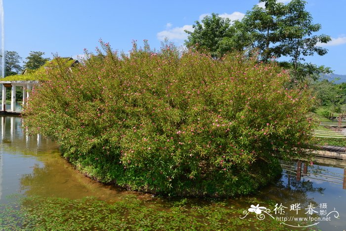 白背郎德木Rondeletia leucophylla