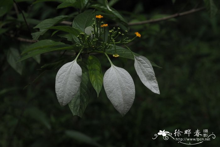 裂果金花Schizomussaenda henryi