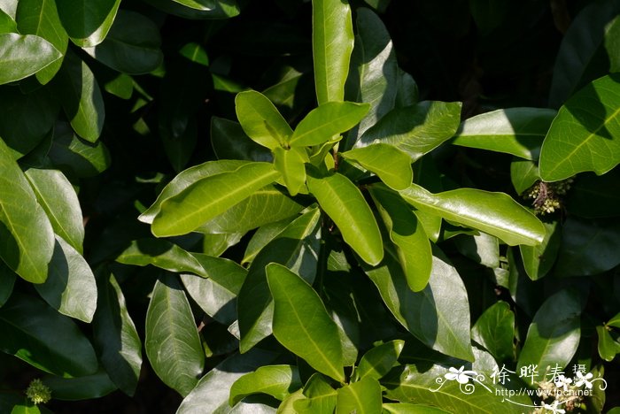 白龙船花Ixora henryi