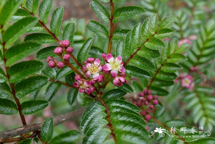 铺地花楸Sorbus reducta
