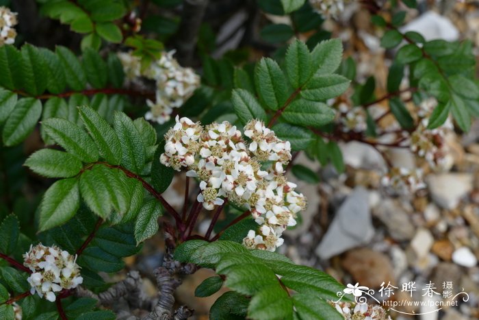 铺地花楸Sorbus reducta