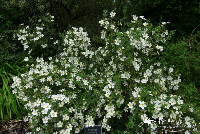 ‘白雨’金露梅Dasiphora fruticosa 'White Rain'
