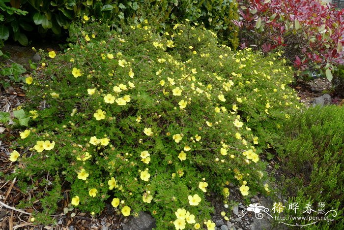 金露梅Dasiphora fruticosa