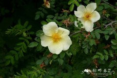 黄蔷薇Rosa hugonis
