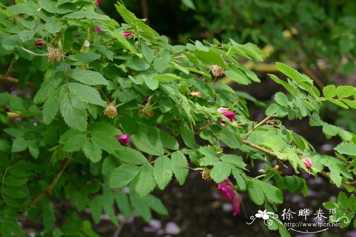 垂枝蔷薇Rosa pendulina