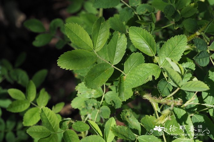 绢毛蔷薇Rosa sericea