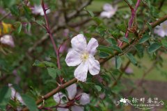 小叶蔷薇Rosa willmottiae
