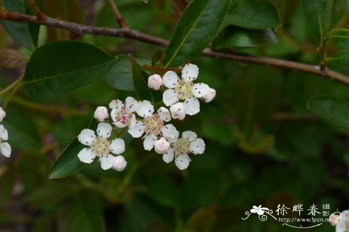 黑涩楠Aronia melanocarpa