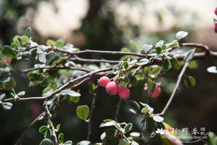 疏齿唐棣Amelanchier denticulata