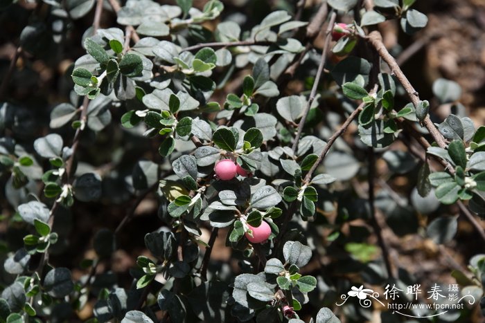 疏齿唐棣Amelanchier denticulata