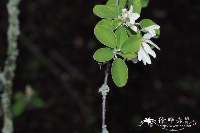 圆叶唐棣Amelanchier rotundifolia