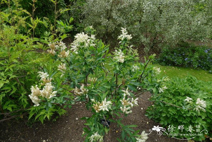 鲜卑花Sibiraea altaiensis