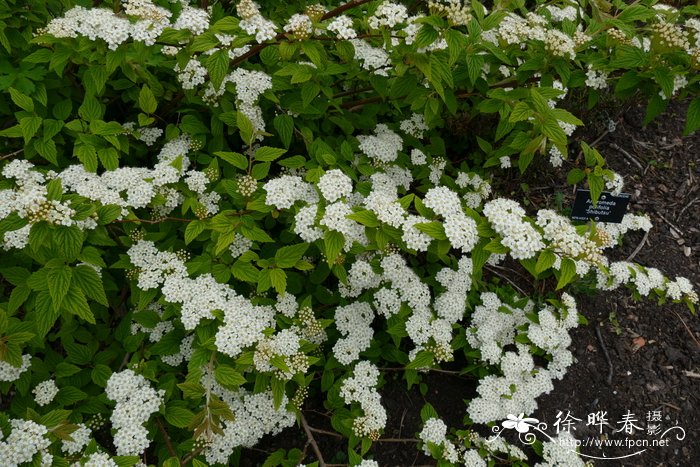 毛花绣线菊Spiraea nervosa