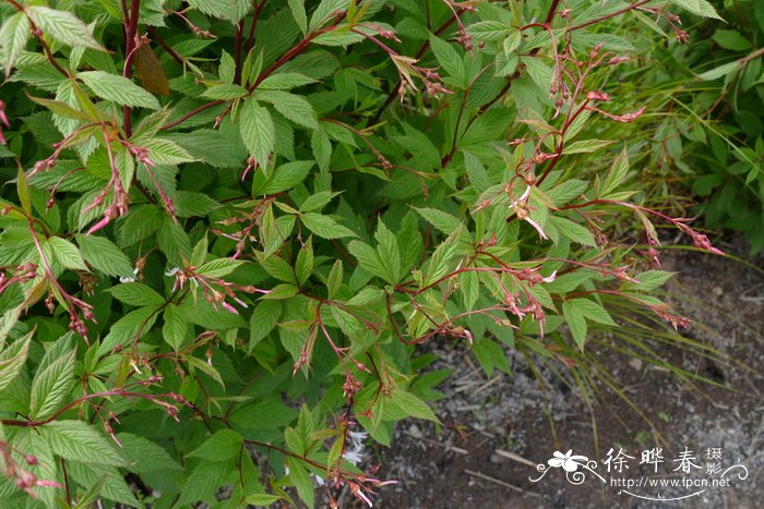 星草梅绣线菊Spiraea trifoliata