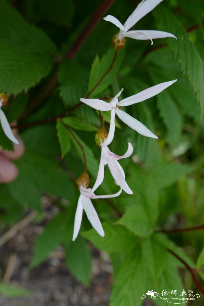 星草梅绣线菊Spiraea trifoliata