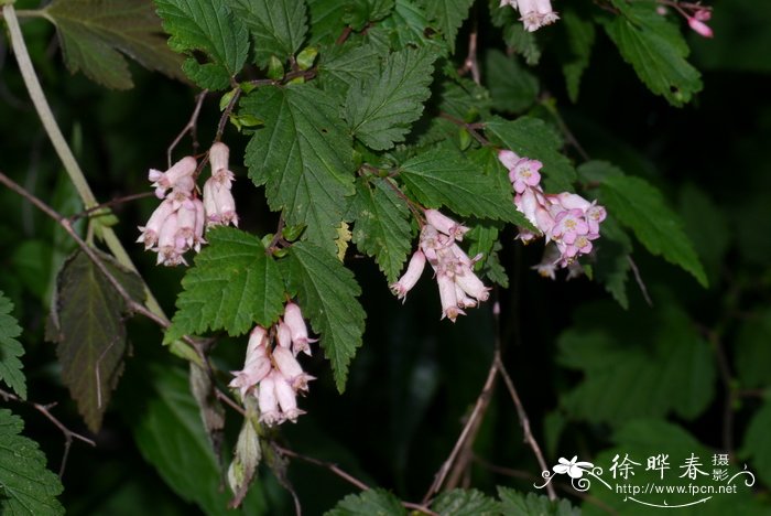 毛叶绣线梅Neillia ribesioides