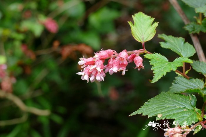 西康绣线梅neillia thibetica