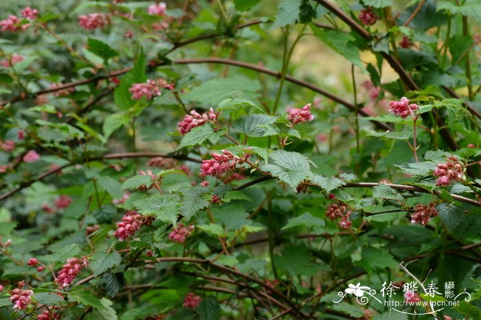 西康绣线梅Neillia thibetica
