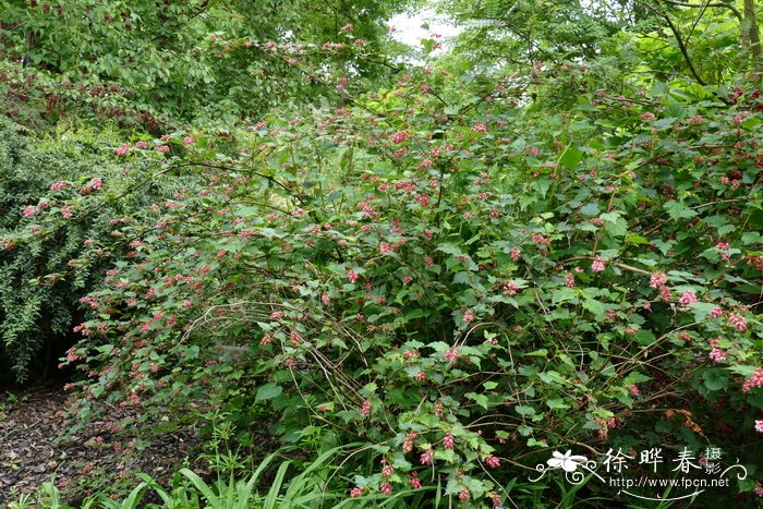 西康绣线梅Neillia thibetica