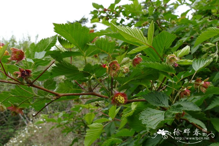 美丽悬钩子Rubus spectabilis