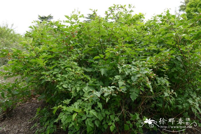 美丽悬钩子Rubus spectabilis