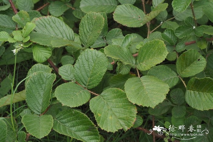 红毛悬钩子Rubus wallichianus