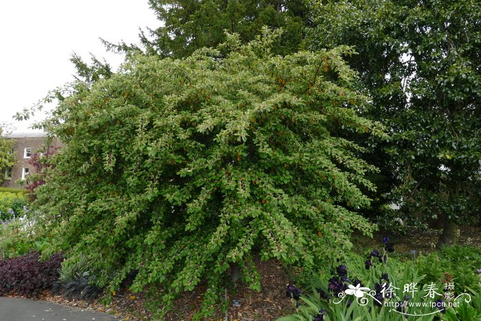 厚叶栒子cotoneasterlacteus